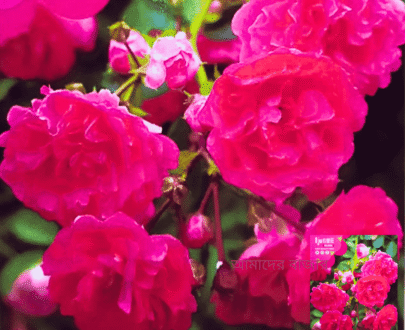 Pink Rose
