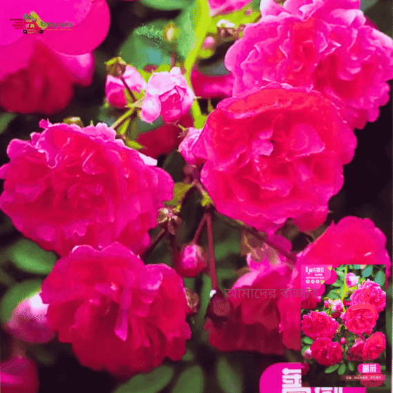 Pink Rose