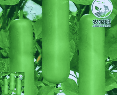 Short Bottle Gourd
