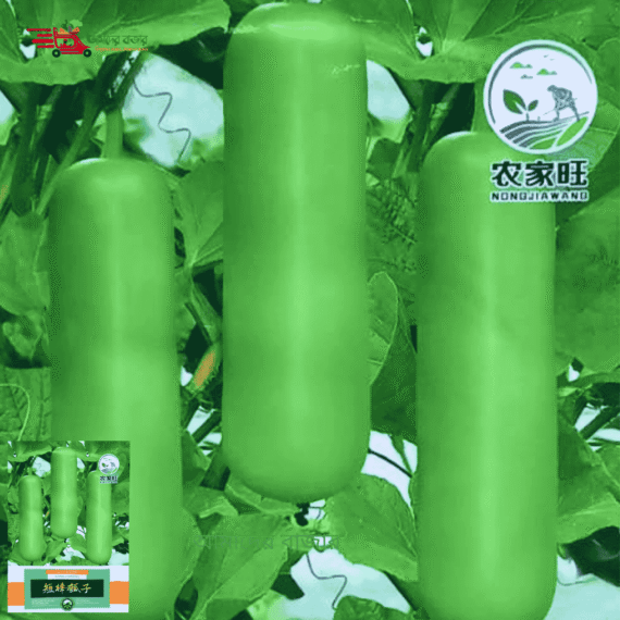 Short Bottle Gourd