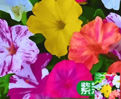 Mirabilis Jalapa