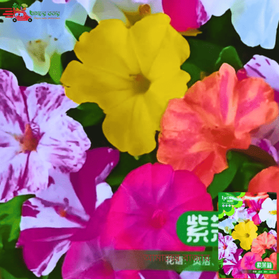 Mirabilis Jalapa