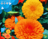 Calendula/Pot Marigold – বিদেশি গাঁদা ফুল