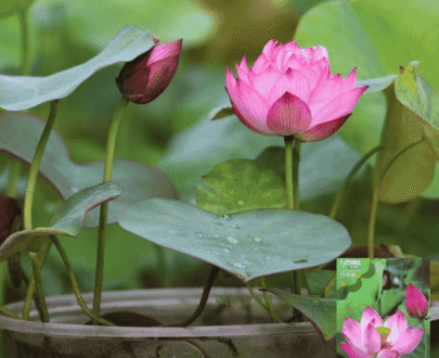 Giant Lotus