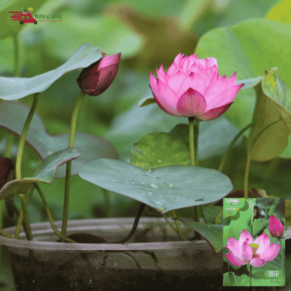 Giant Lotus