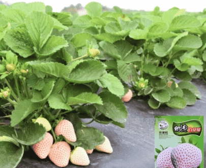 Cream White Strawberry