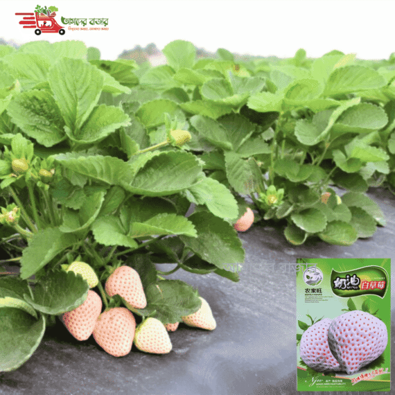 Cream White Strawberry