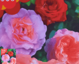 Rose (Mixed Color)