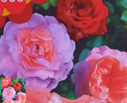 Rose (Mixed Color)