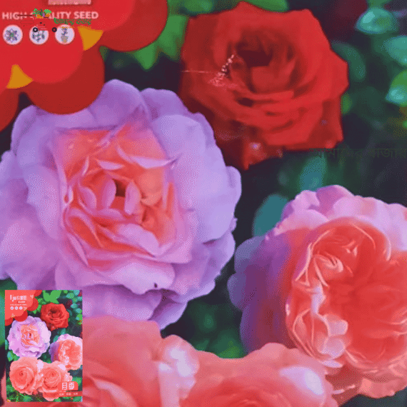 Rose (Mixed Color)