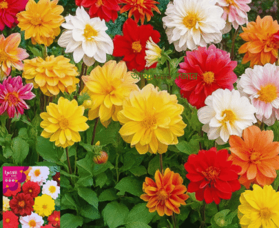 Miniature Dahlia