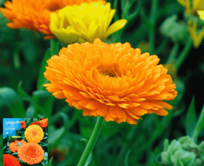 🌸Calendula/Pot Marigold