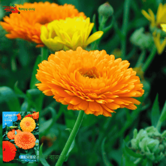 🌸Calendula/Pot Marigold