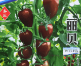 Black Plum Heirloom