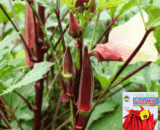 Red Okra