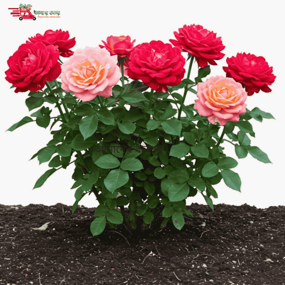 🌹 Rose (Mixed Color) আনুমানিক ১০০ বীজ- ভালোবাসা, সৌন্দর্য ও পবিত্রতার প্রতীক আকর্ষণীয় ফুল। মিষ্টি সুবাস ও মনোমুগ্ধকর ফুল। উজ্জ্বল মিক্সড কালার গোলাপ, পাপড়িগুলো মোটা ও পুরু এর প্রধান আকর্ষণ। - Image 2
