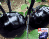 Purple Round Eggplant
