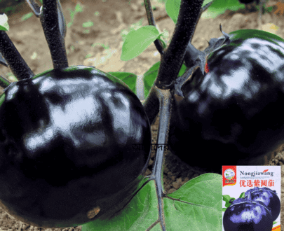 Purple Round Eggplant