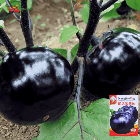 Purple Round Eggplant