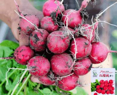 Red Cherry Radish