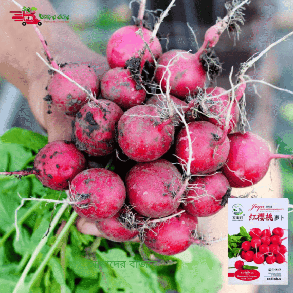 Red Cherry Radish
