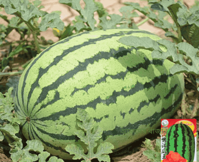 Sweet Watermelon