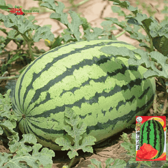 Sweet Watermelon