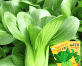 Bok Choy (বাটি শাক)