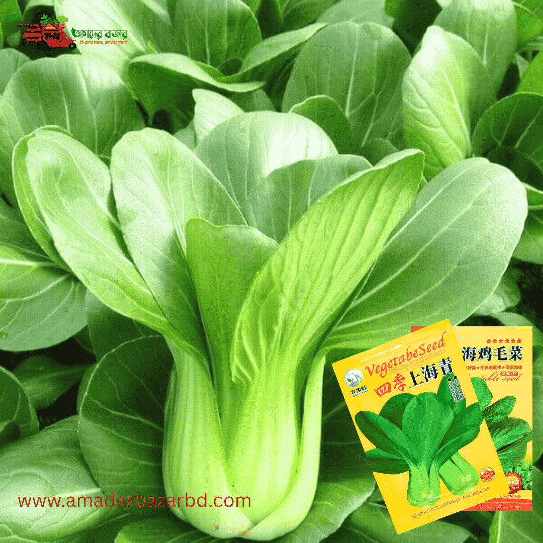 Bok Choy (বাটি শাক)