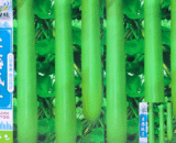 চীনা হাইব্রিড লম্বা লাউ