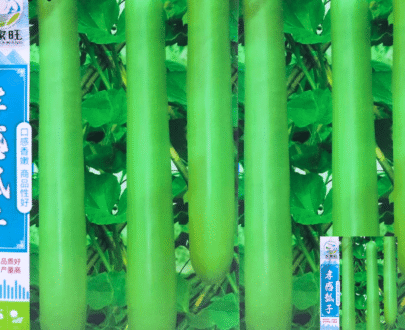 চীনা হাইব্রিড লম্বা লাউ