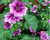 Mallow - মালো ফুল