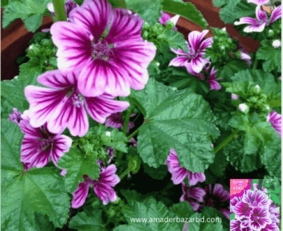 Mallow - মালো ফুল