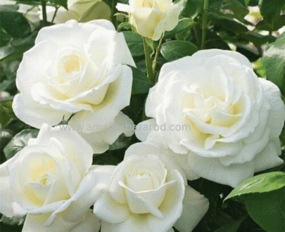 ইউরোপীয় White Rose (White Hybrid Rose)