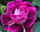 ইউরোপীয় Purple Tiger Rose