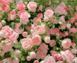 ইউরোপীয় Blush Pink English Rose