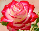 American Double Delight Rose