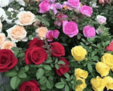 ইউরোপীয় Multicolor Rose Mix (Rainbow Rose Garden Rose)