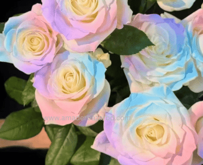 Multicolor Pastel Rose (Rainbow Rose)