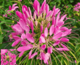 Cleome (Spider Flower)
