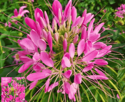 Cleome (Spider Flower)