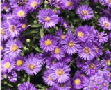 ডাচ চন্দ্রমল্লিকা