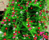 Cobaea - তারকা ফুল