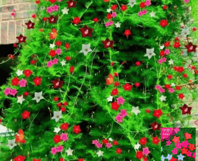 Cobaea - তারকা ফুল