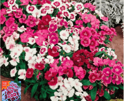 American Pink (Dianthus)