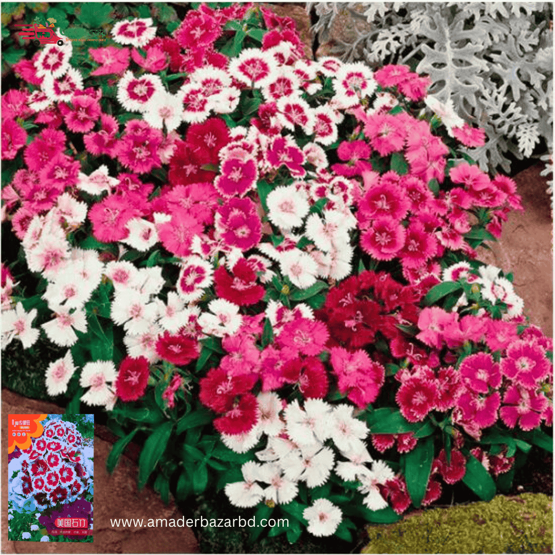American Pink (Dianthus)
