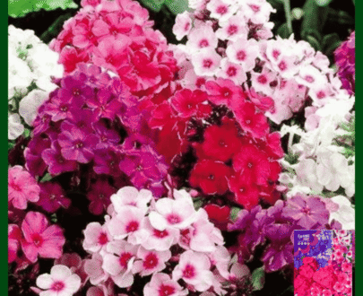 ফ্লক্স মিক্স ফুল