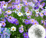 পাঁচ রঙা চন্দ্রমল্লিকা