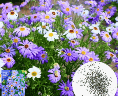 পাঁচ রঙা চন্দ্রমল্লিকা