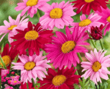 Pyrethrum Flower -পাইরেথ্রাম ফুল